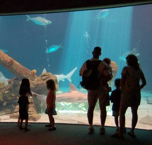 ABQ BioPark Aquarium