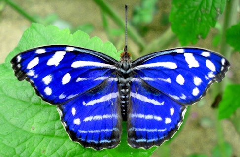 Photo of Spirogyra Butterfly Garden